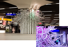 Backbone Luminale